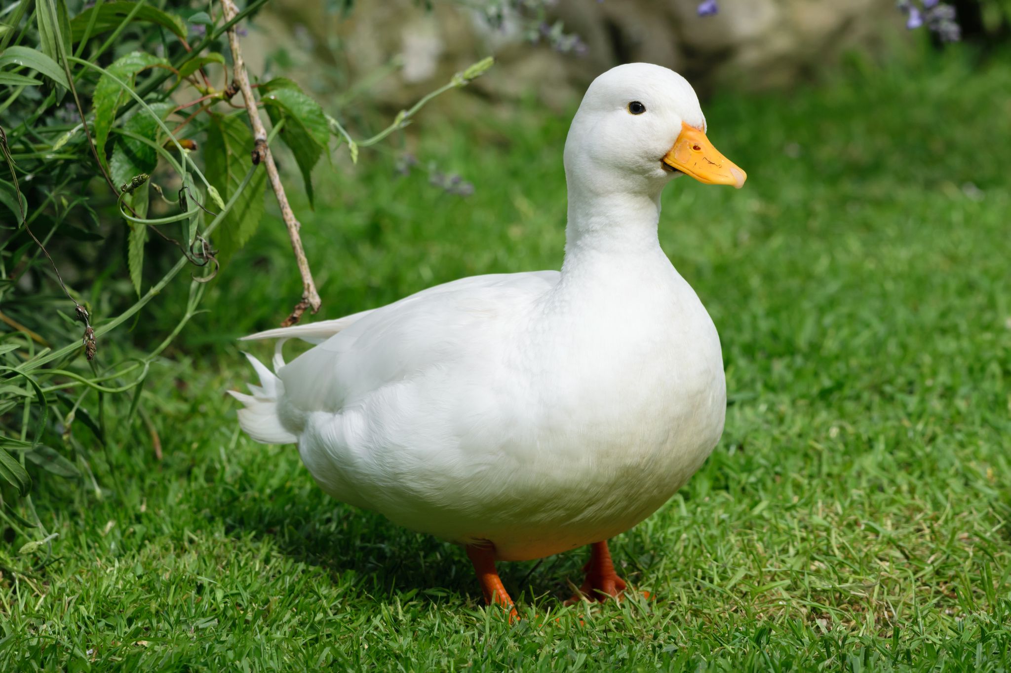 name